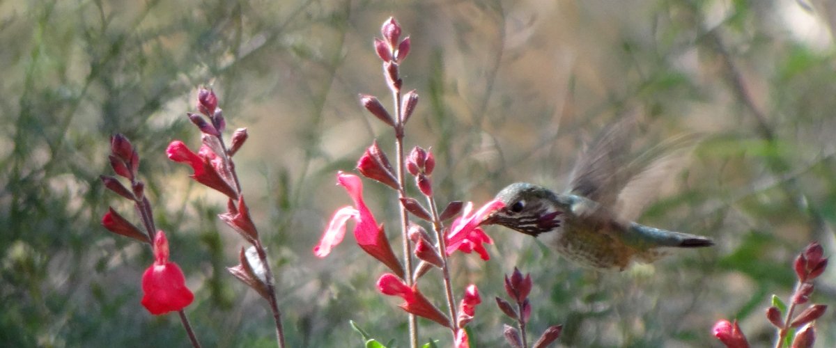 Ash Canyon, AZ - Apr. 16, 2013 - male