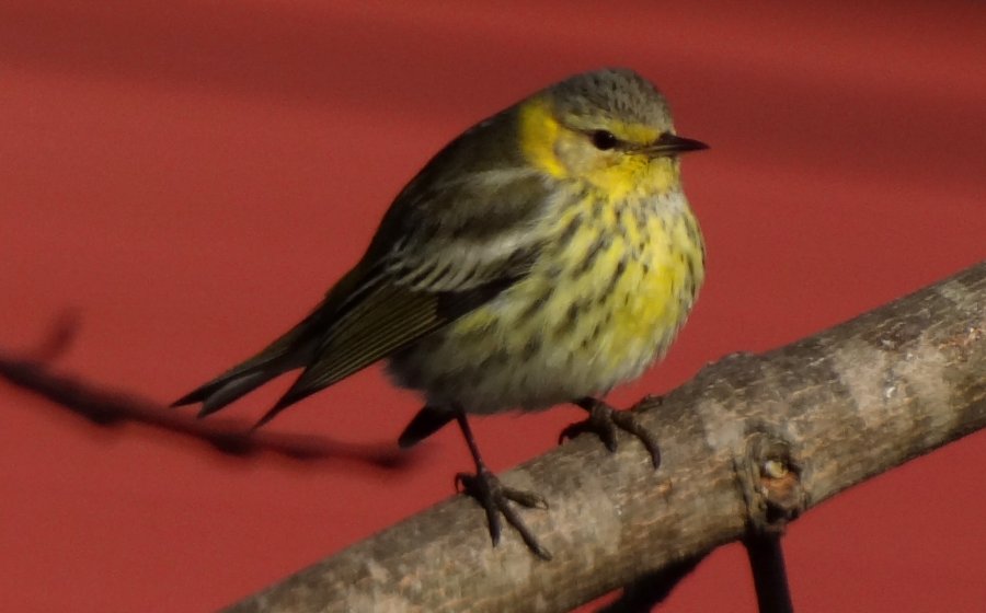 Lawrencetown, Annapolis County, NS - Dec. 1, 2015