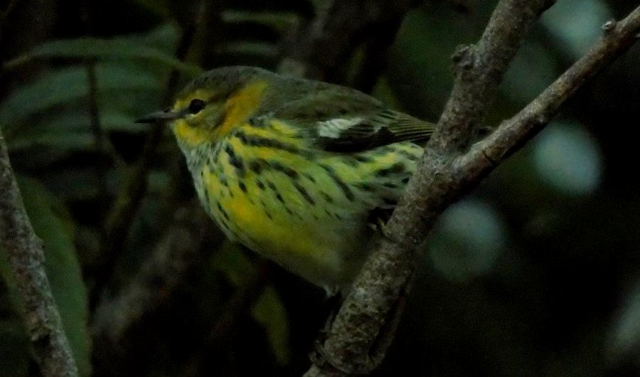 Chebogue Point, NS - Sep. 9, 2015