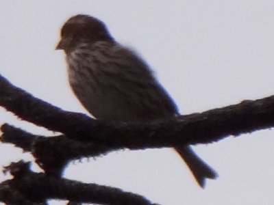 Camp McKinney Road, E of Oliver, BC - May 14, 2013 - female