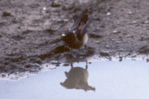 Britannia Conservation Area, Ottawa, ON - Jun. 23, 1990