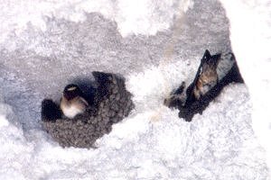 Britannia Conservation Area, Ottawa, ON - Jun. 23, 1990