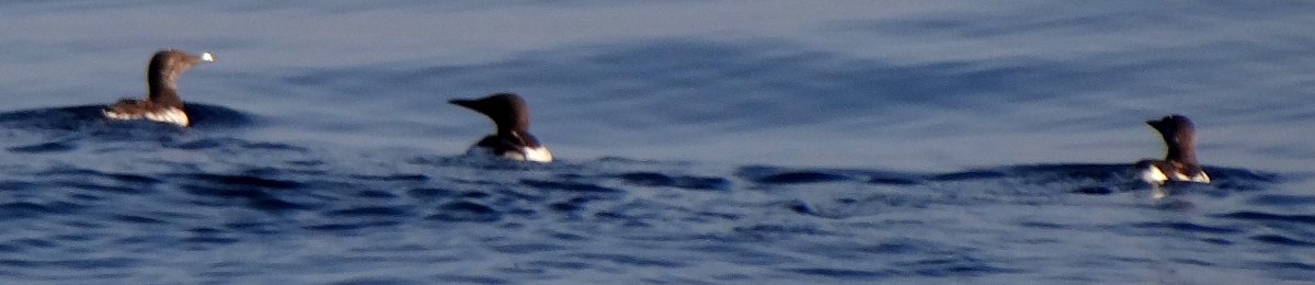 Offshore from Ventura, Santa Barbara Co., CA  - Apr. 27, 2013