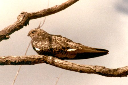 Columbia NWR, WA - Aug. 16, 1979