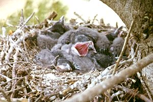 Tremont, NS - Apr. 27, 1975 - nest