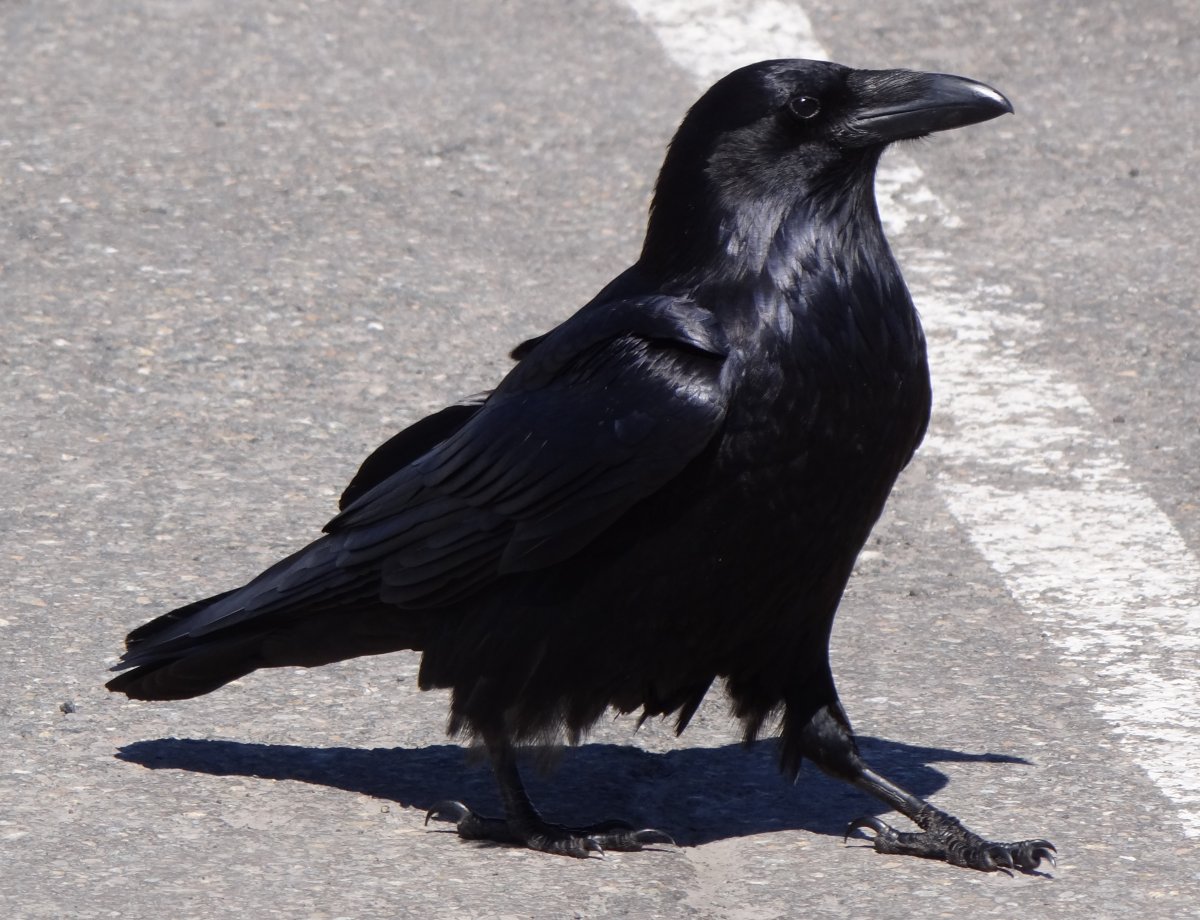 Mount Ranier National Park, WA - May 6, 2013