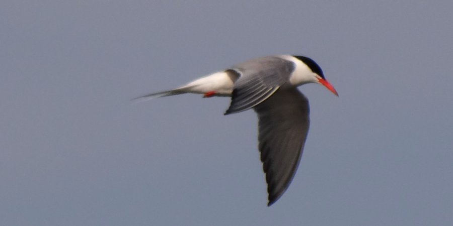 Lower West Pubnico, NS - Aug. 1, 2014 - adult in flight