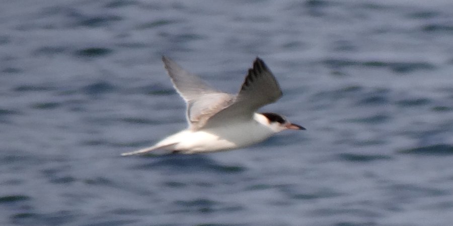 Lower West Pubnico, NS - Aug. 1, 2014 - juvenile in flight