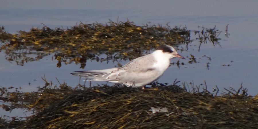 Lower West Pubnico, NS - Aug. 1, 2014 - juvenile