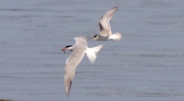 Lower West Pubnico, NS - Aug. 1, 2014 - adult and juvenile in flight