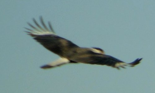 Santa Cruz Flats, AZ - Jan. 29, 2016 - in flight
