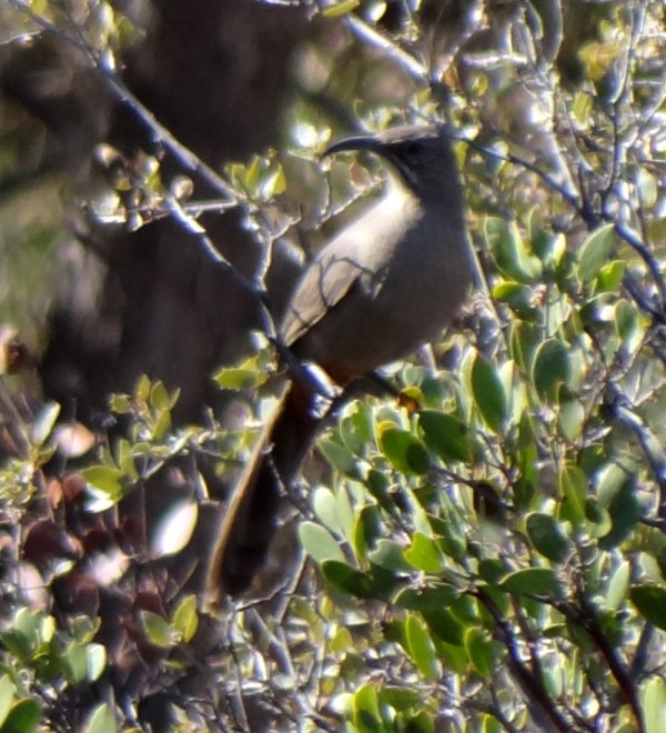 Oak Flats, AZ - Feb. 14, 2014