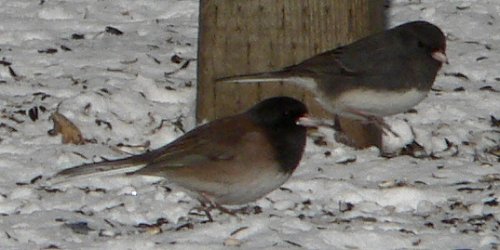 Fletcher Wildlife Garden, Ottawa, ON - Dec. 1, 2007 - 'Oregon' (front) and 'Slate-colored' races
