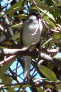 Madera Canyon, AZ - Apr. 8, 2010 - 'Gray-headed' race