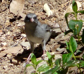 Madera Canyon, AZ - Apr. 8, 2010 - 'Gray-headed' race