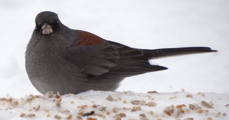 Sandia Crest, NM - Dec. 21, 2011 - 'Red-backed' race