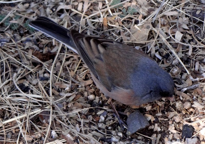 Madera Canyon, AZ - Mar. 1, 2013 - 'Pink-sided' race
