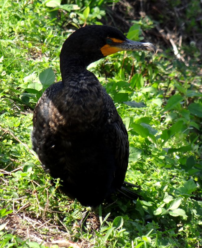 Anhinga Trail, Everglades National Park, FL - Jan. 12, 2013