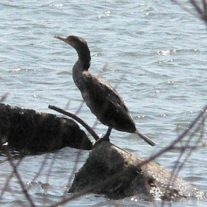 Presque Isle State Park, Erie, PA - Apr. 17, 2006