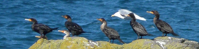 Brier Island, NS - September 5, 2010