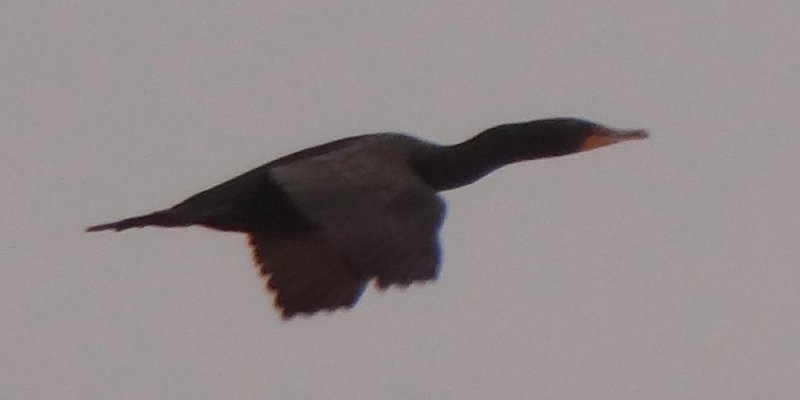 Tijuana Slough National Wildlife Refuge, Seacoast Drive Beach Trail, CA - Apr. 24, 2013 - in flight