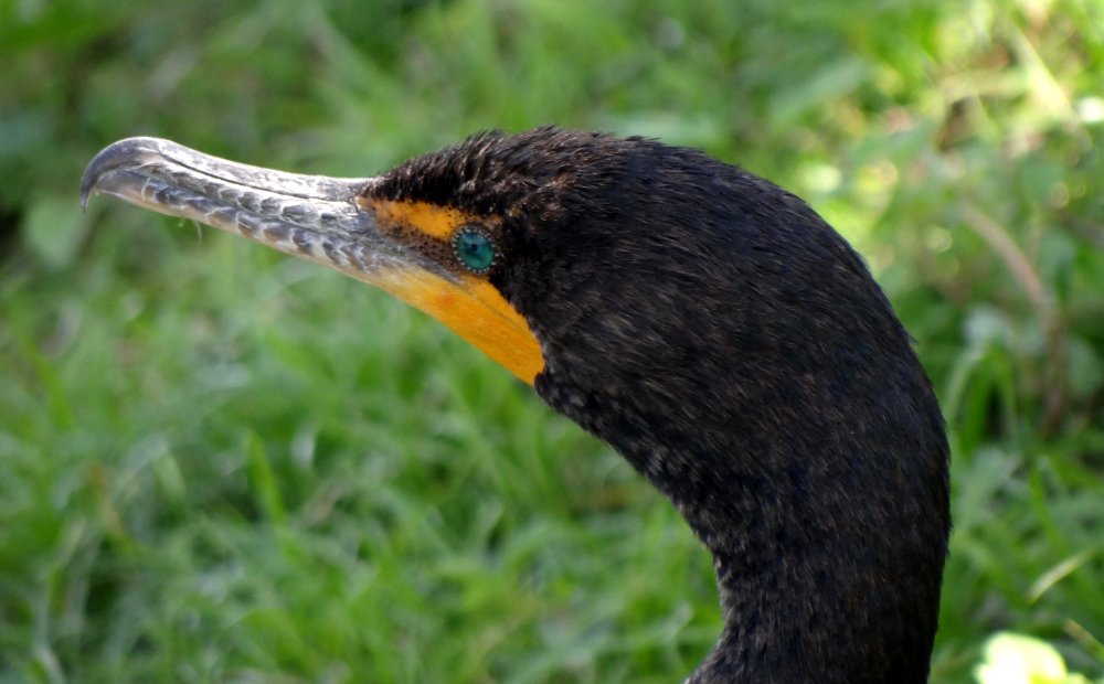 Anhinga Trail, Everglades National Park, FL - Jan. 12, 2013