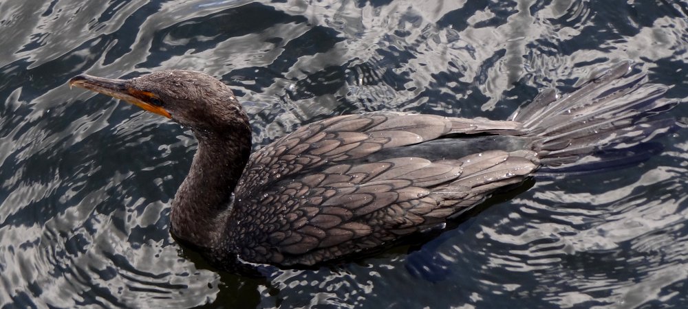 Anhinga Trail, Everglades National Park, FL - Jan. 12, 2013