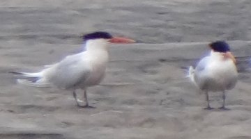 Tijuana Slough National Wildlife Refuge, Seacoast Drive Beach Trail, CA - Apr. 24, 2013 - on right, Royal Tern on left