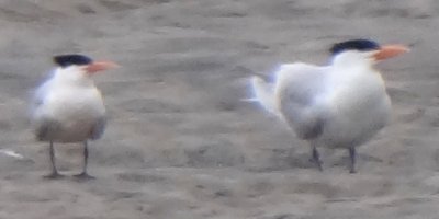 Tijuana Slough National Wildlife Refuge, Seacoast Drive Beach Trail, CA - Apr. 24, 2013 - on left, Royal Tern on right