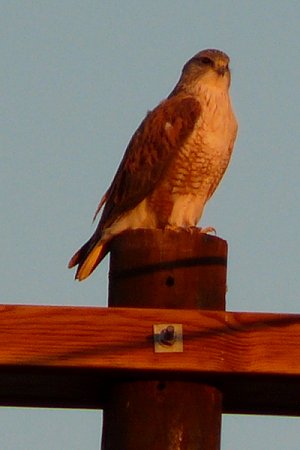 E of Coolidge, AZ - Jan. 3, 2011