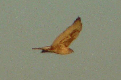 E of Coolidge, AZ - Jan. 3, 2011