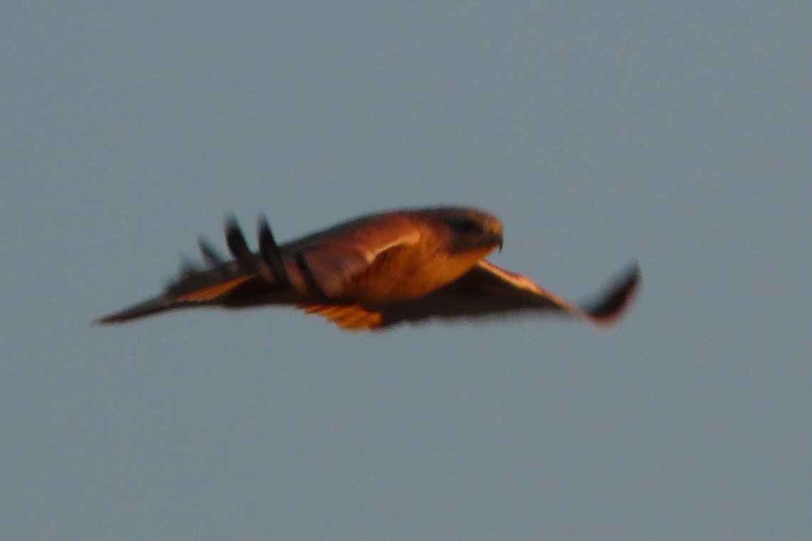 E of Coolidge, AZ - Jan. 3, 2011