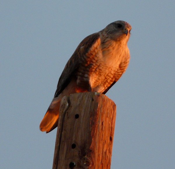 E of Coolidge, AZ - Jan. 3, 2011