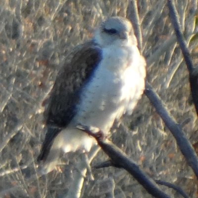 Dudleyville, AZ - Dec. 30, 2011 - juvenile light morph