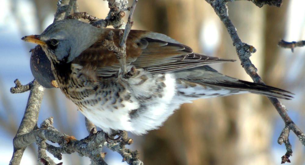 East Apple River, NS - Feb. 8, 2015
