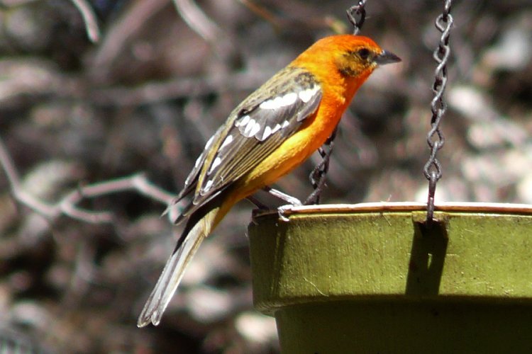 Madera Canyon, AZ - Apr. 8, 2010 - adult male
