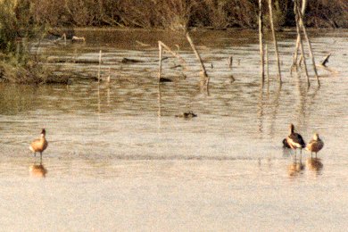 Ramer Lake, CA - May 28, 1980