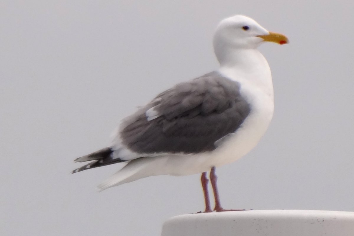 Port Angeles, WA - May 8, 2013