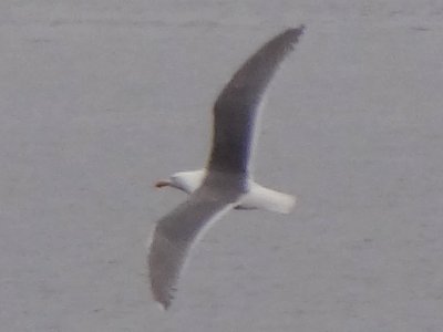 Port Angeles, WA - May 8, 2013