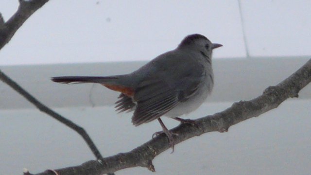 Constance Bay, ON - Jan. 5, 2008