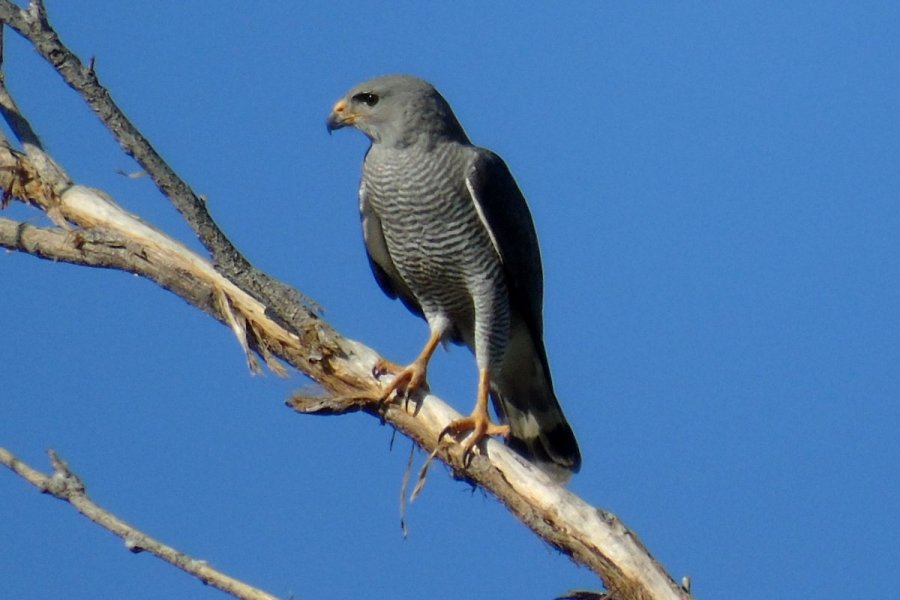 South of Wickenburg, AZ - Apr. 19, 2016