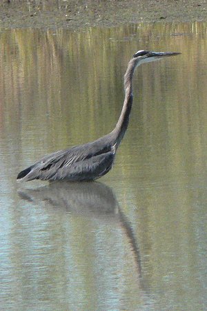 Magee Marsh, Crane Creek State Park, OH - Oct. 8, 2006