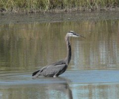 Magee Marsh, Crane Creek State Park, OH - Oct. 8, 2006
