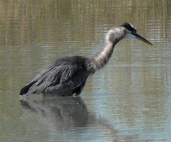 Magee Marsh, Crane Creek State Park, OH - Oct. 8, 2006