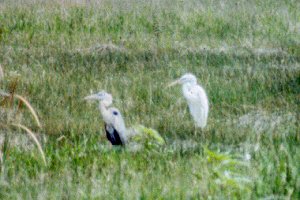 Miccosukee, Timiami Trail, FL - May 16, 1985 (Great White Heron)