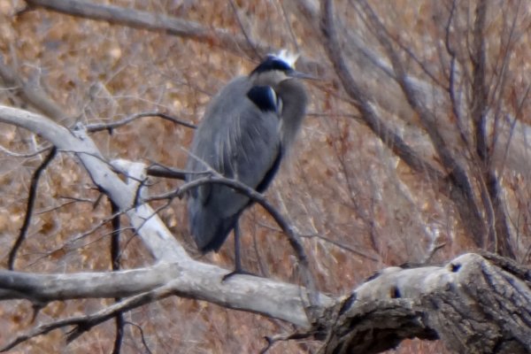 Bosque del Apache, NM - Dec. 20, 2011 - roosting