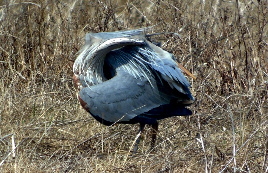 Waterside Provincial Park, NS - May 5, 2015 - preening