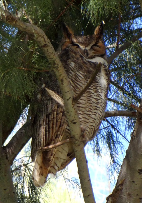 Santa Cruz Flats, S of Eloy, AZ - Jan. 9, 2014