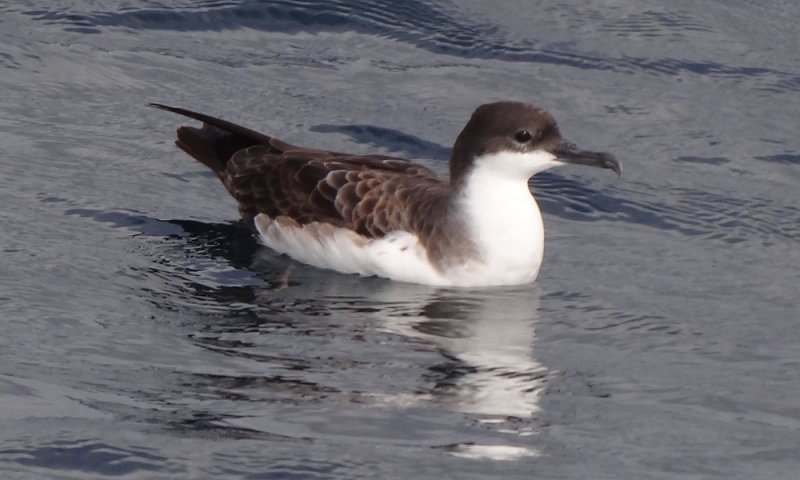 Offshore from Sambro, NS - September 21, 2013 - sitting on water