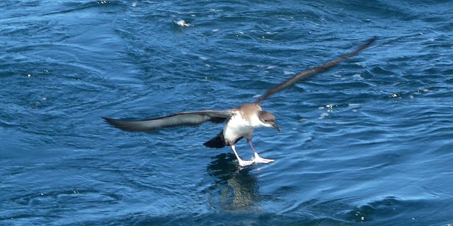 Offshore from Brier Island, NS - September 5, 2010 - landing